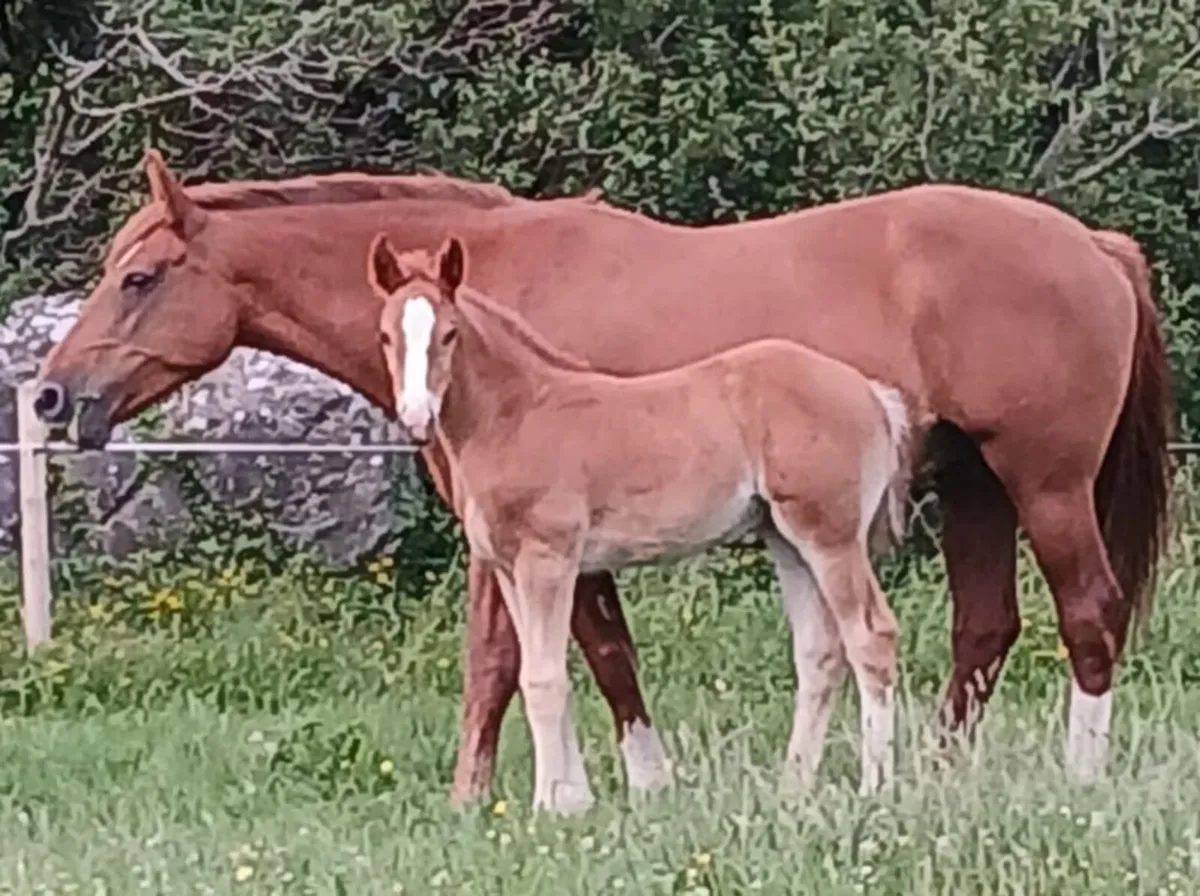 Registered Irish draught filly foal - Image 2