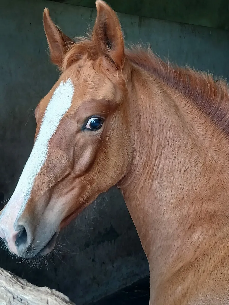 Registered Irish draught filly foal - Image 4