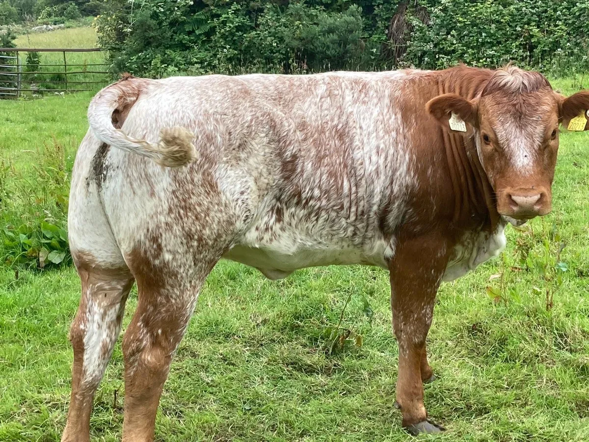 Livestock - Image 1