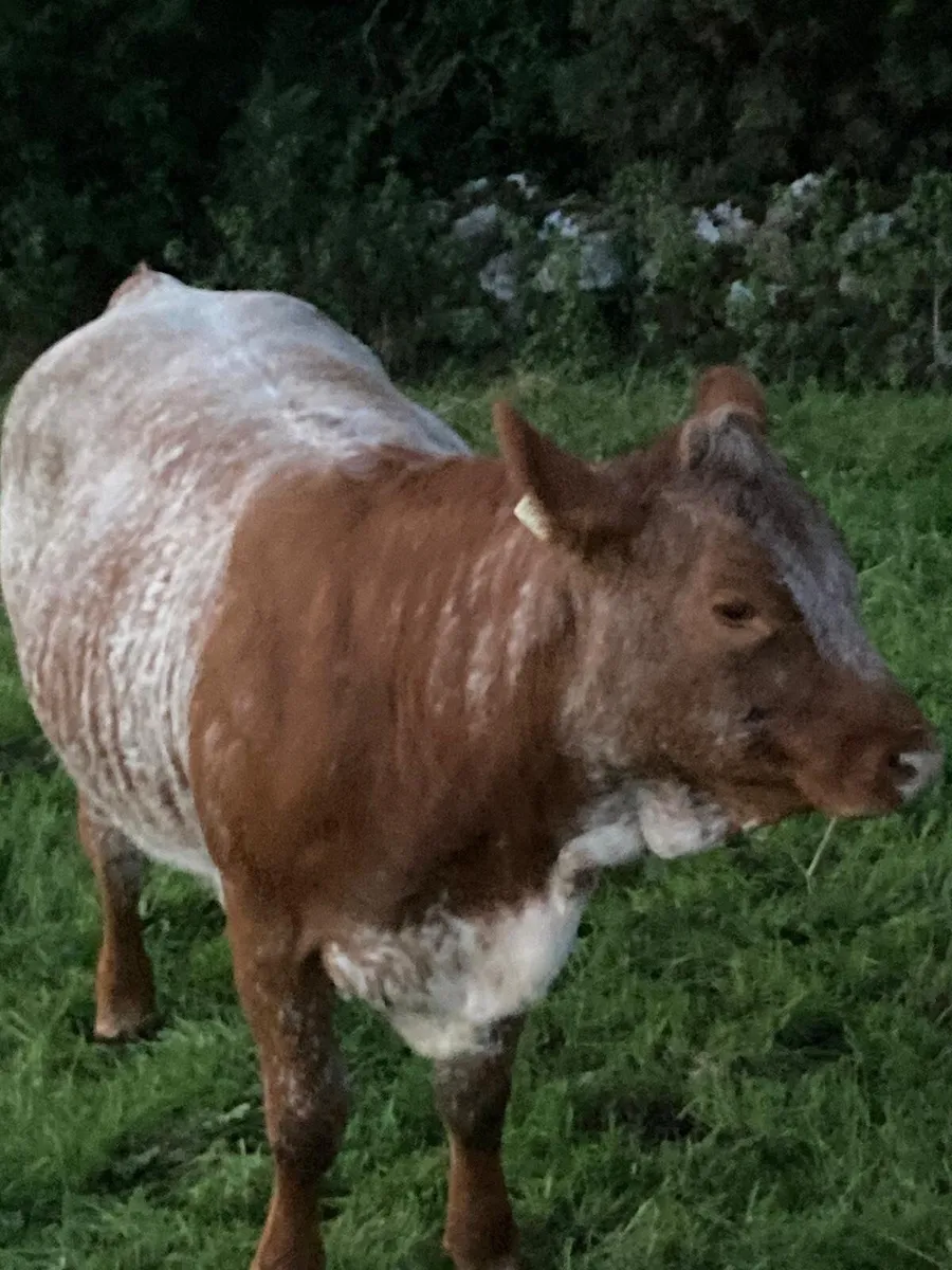 Livestock - Image 2