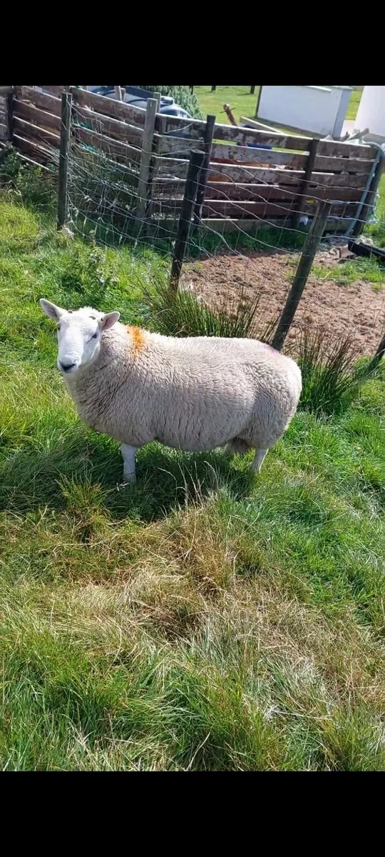 North Country Hill Cheviot Ram Lamb - Image 1