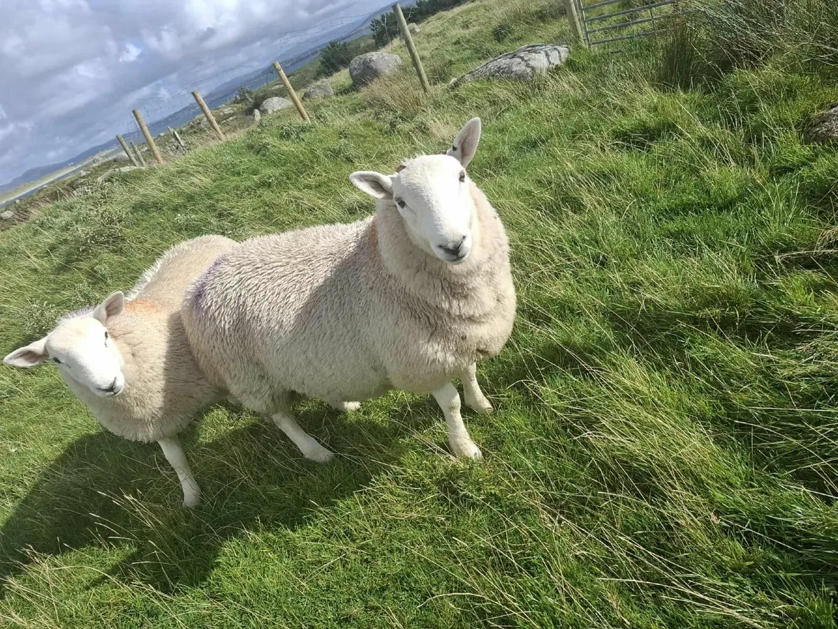North Country Hill Cheviot Ram Lamb - Image 3