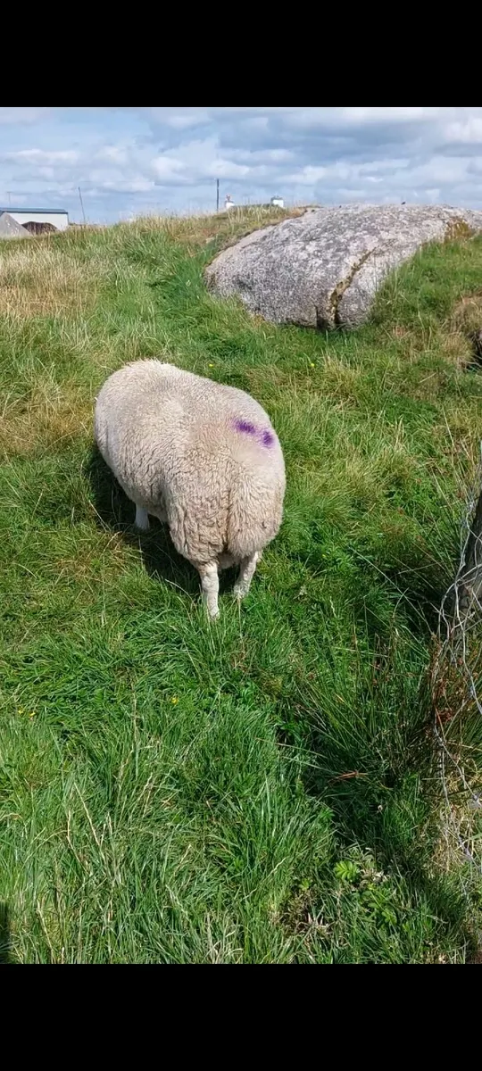 North Country Hill Cheviot Ram Lamb - Image 4