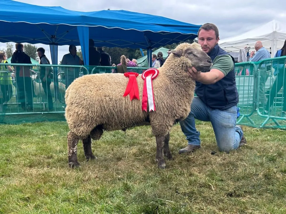 Suffolk and Vendéen Ram lambs - Image 1