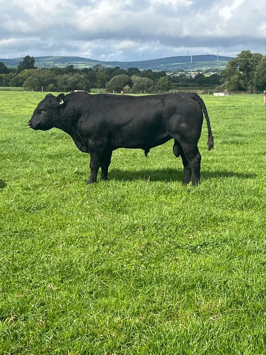 Angus bulls - Image 2
