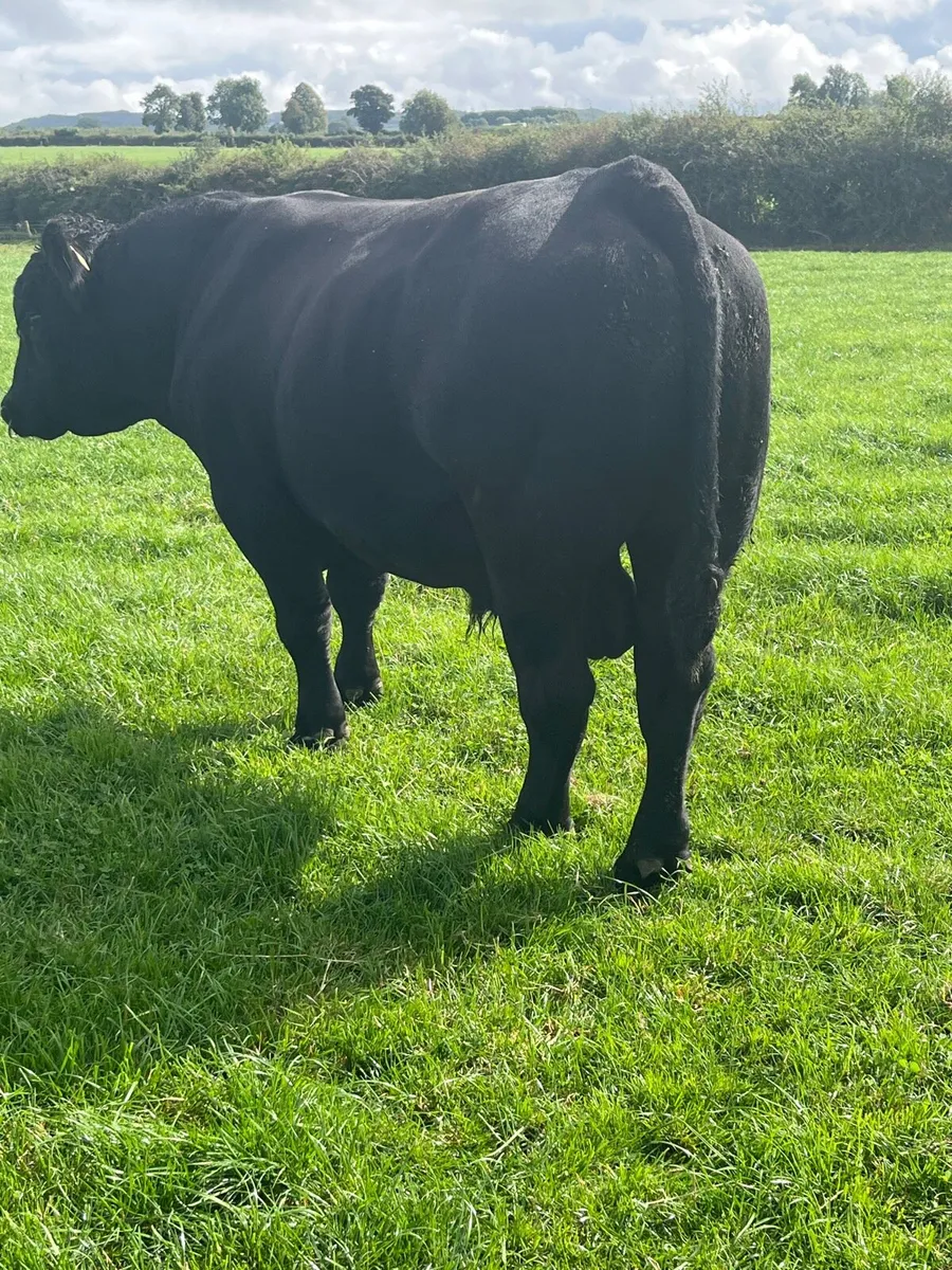 Angus bulls - Image 3