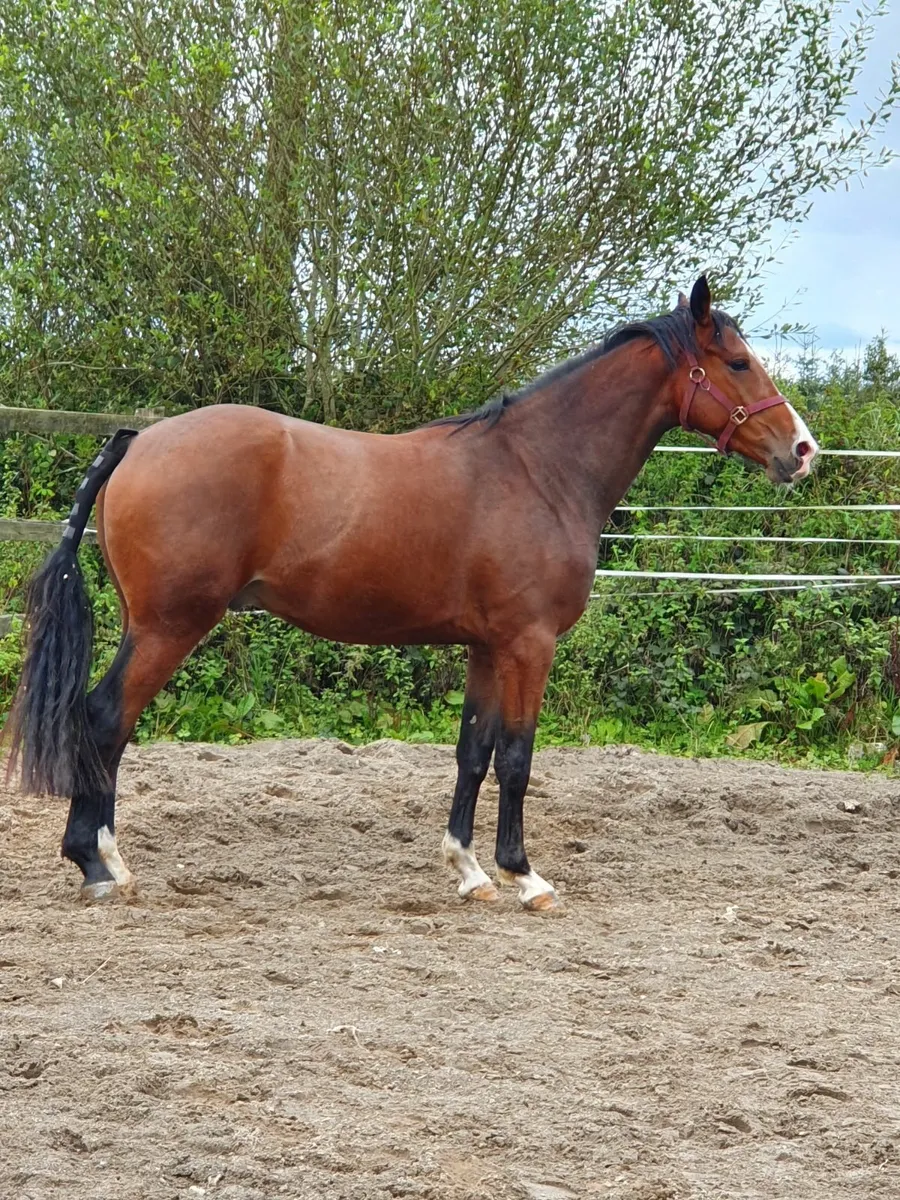 3 year old Creevagh Ferro Gelding - Image 1