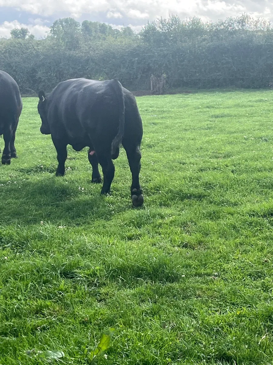 Angus bulls - Image 4