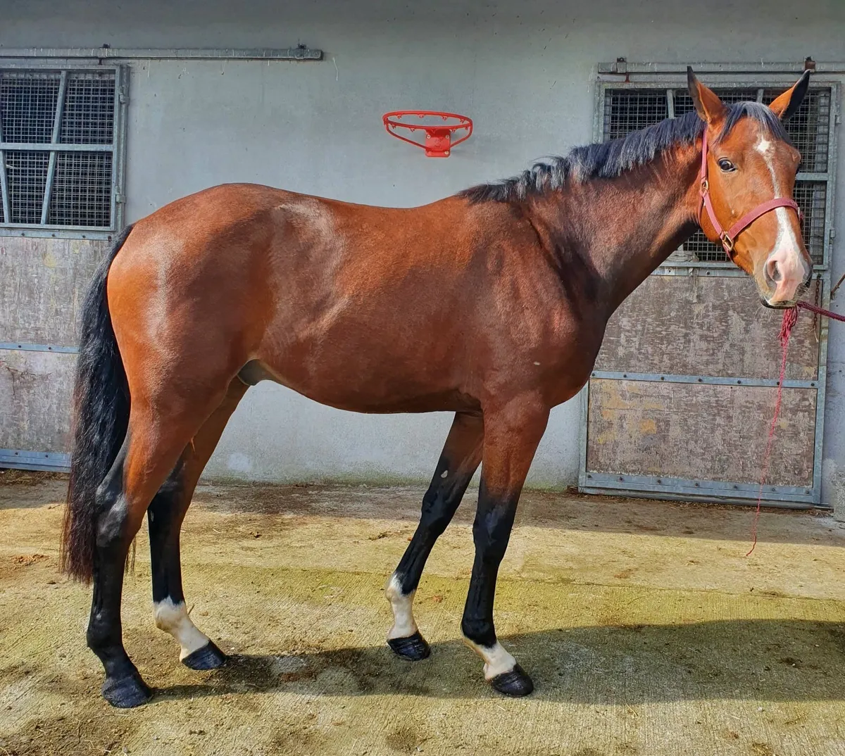 3 year old Creevagh Ferro Gelding - Image 2