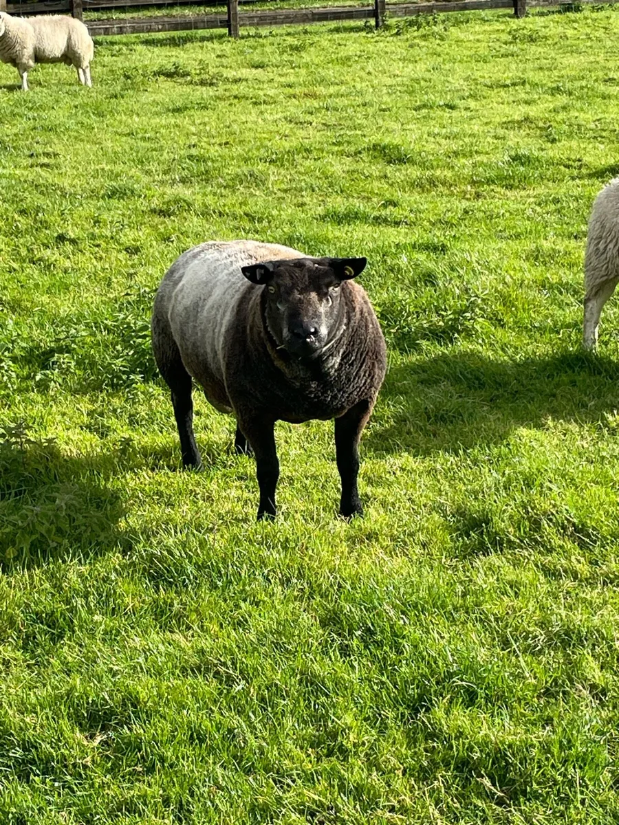 Blue texel pedigree ram - Image 1
