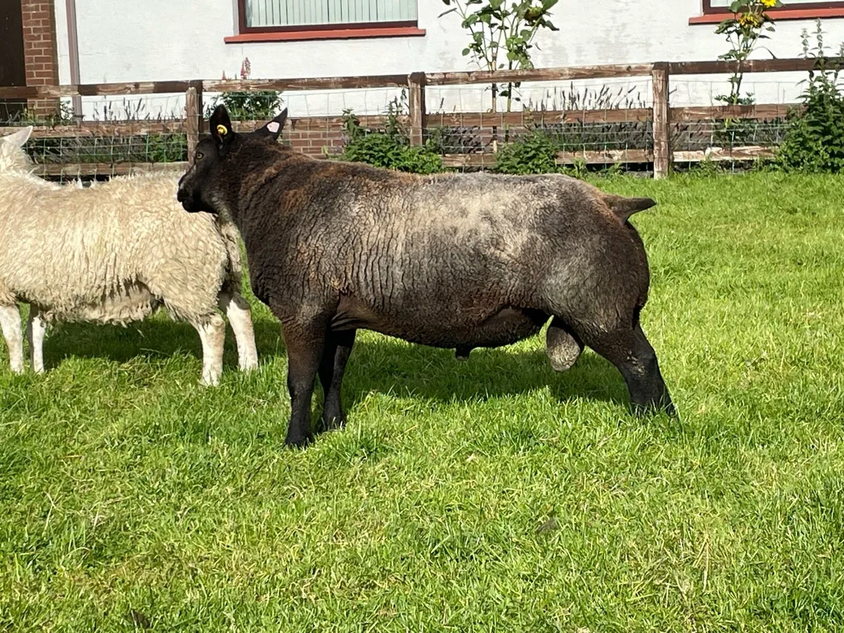 Blue texel pedigree ram - Image 3