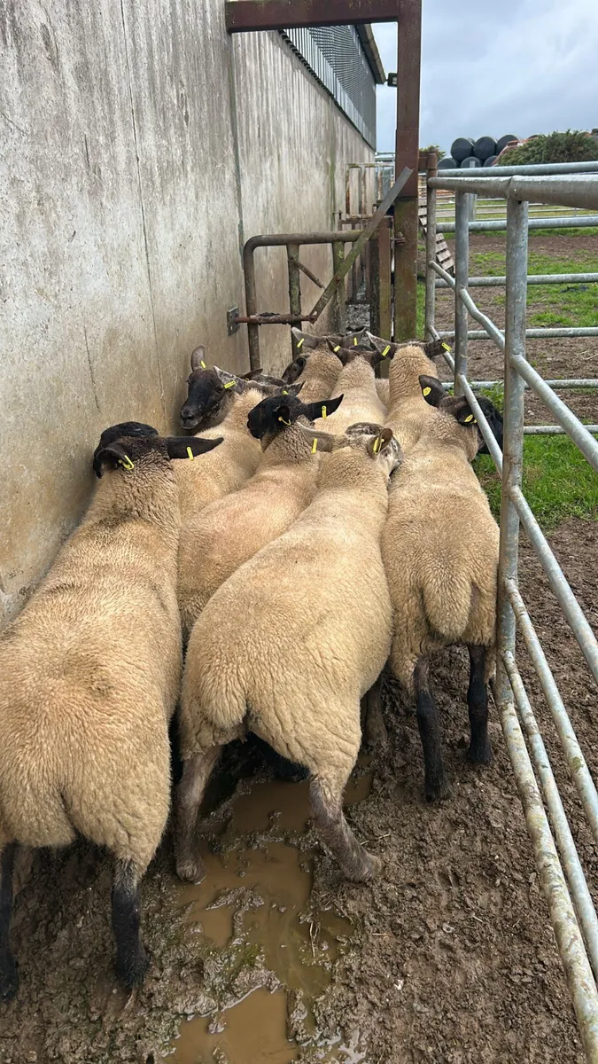 11 SUFFOLK CROSS HOGGETS - Image 1