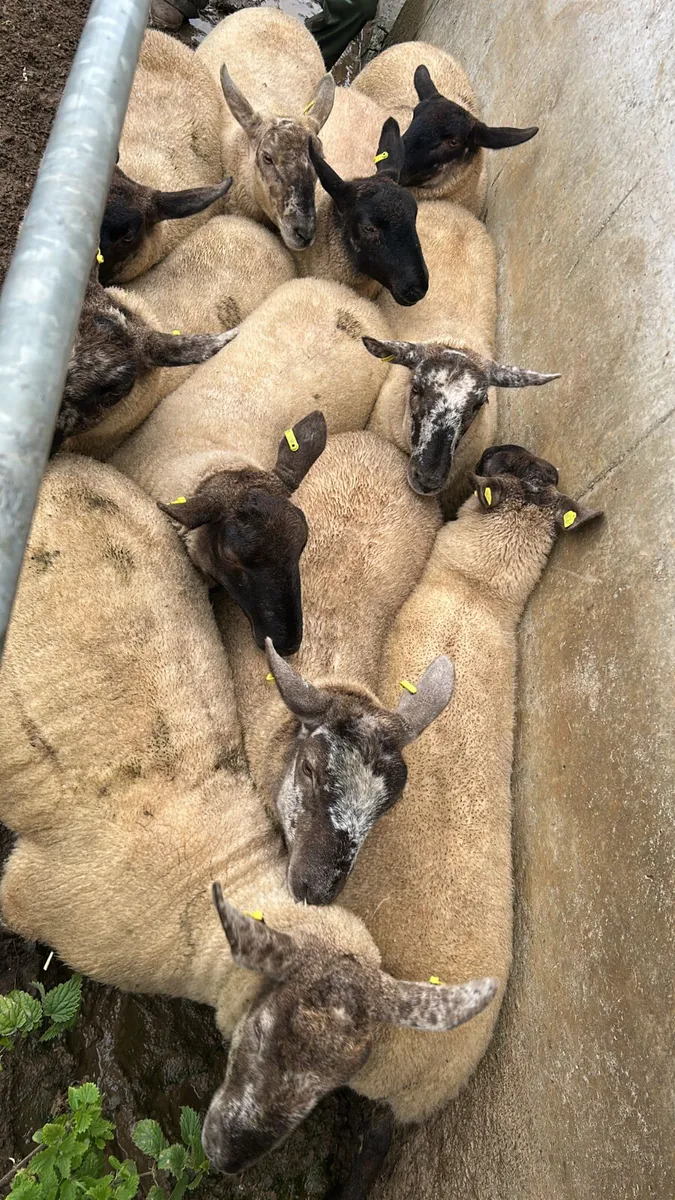 11 SUFFOLK CROSS HOGGETS - Image 2