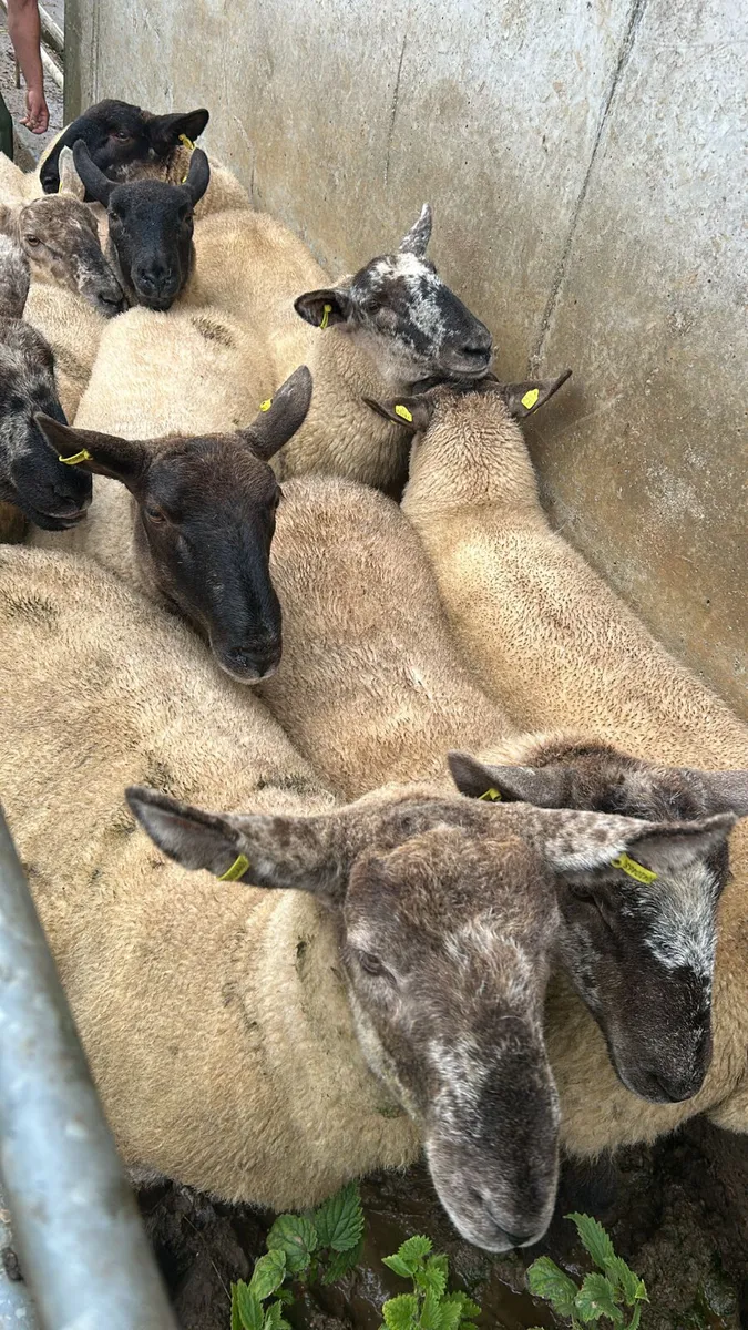 11 SUFFOLK CROSS HOGGETS - Image 3