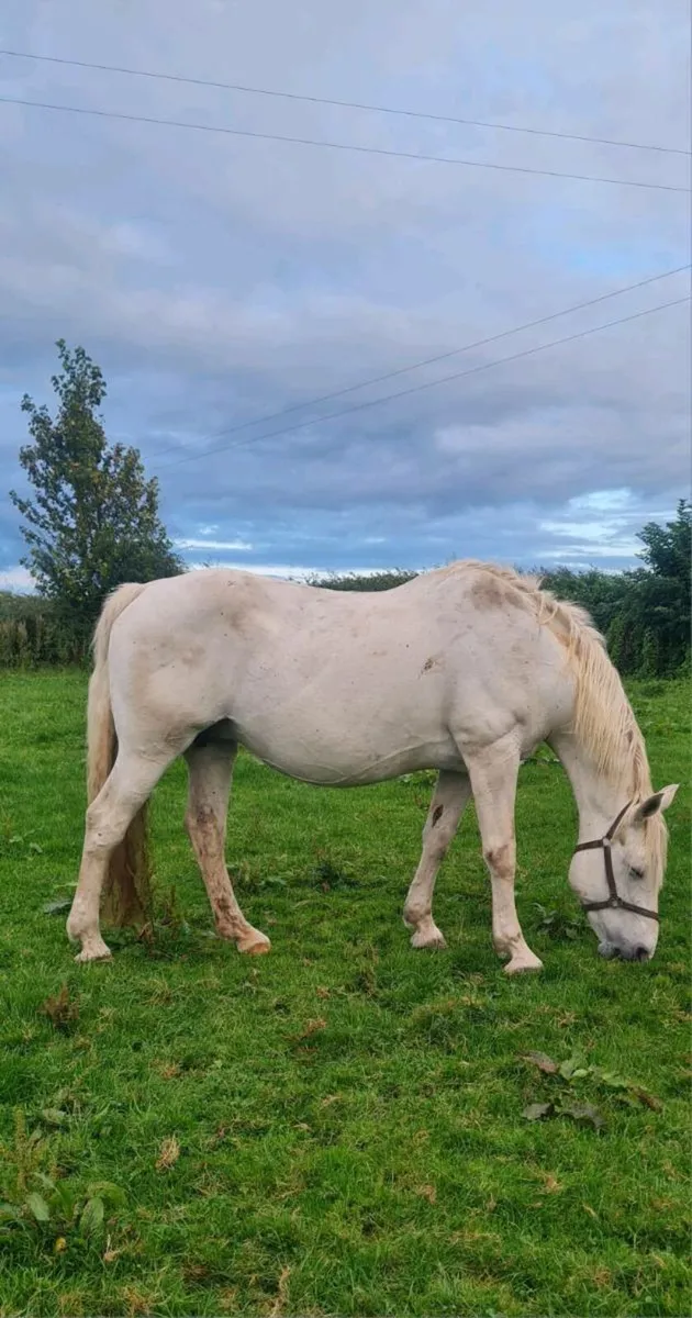 Colt foal - Image 2