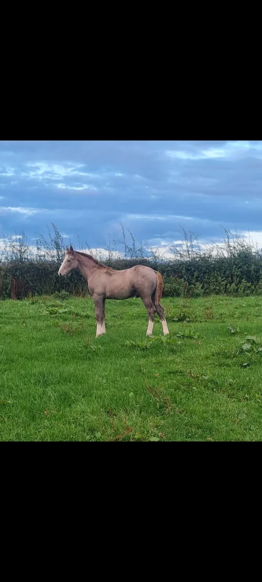 Colt foal - Image 1