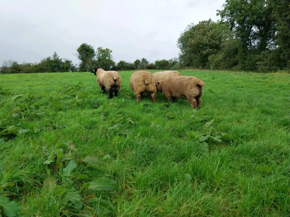 Suffolk and Vendéen Ram lambs - Image 3