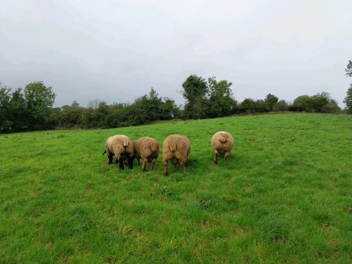 Suffolk and Vendéen Ram lambs - Image 4
