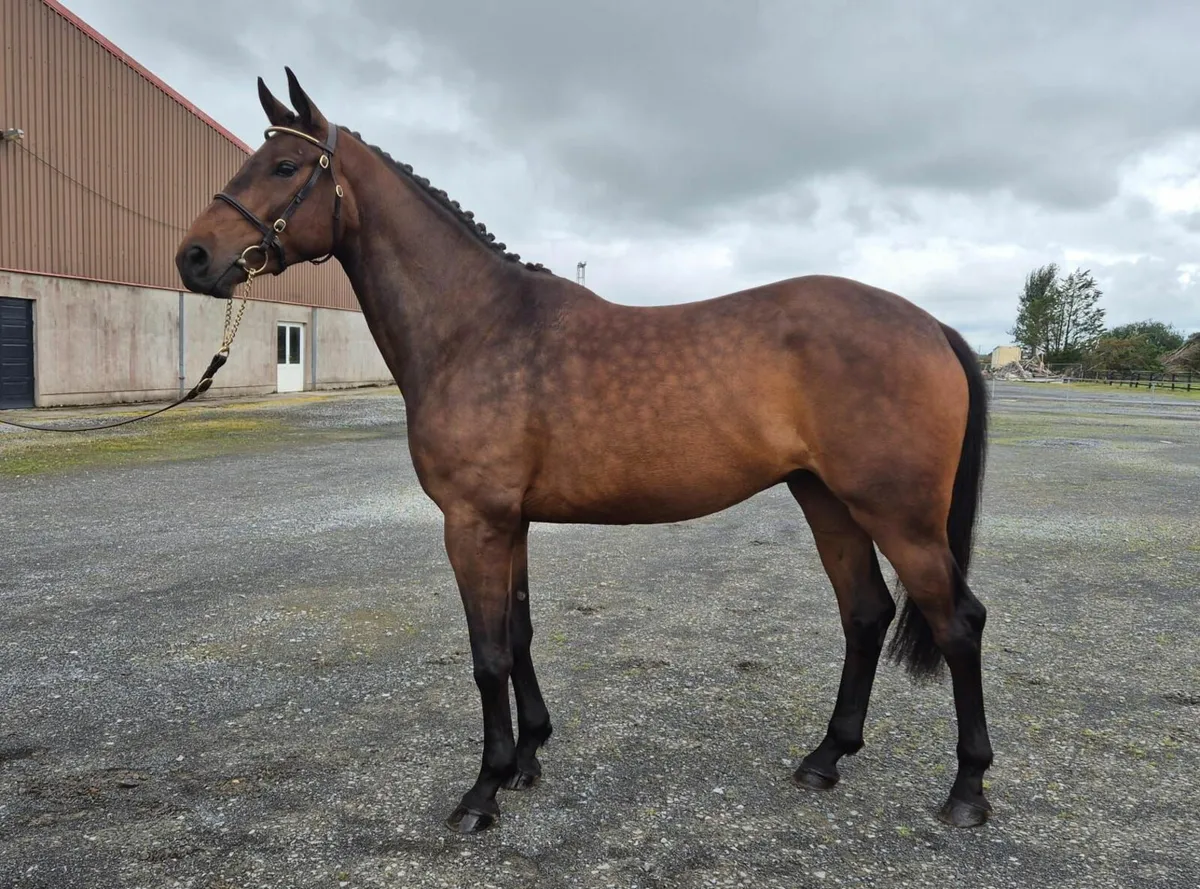 5 year old Obos Quality x Cougar Gelding - Image 1