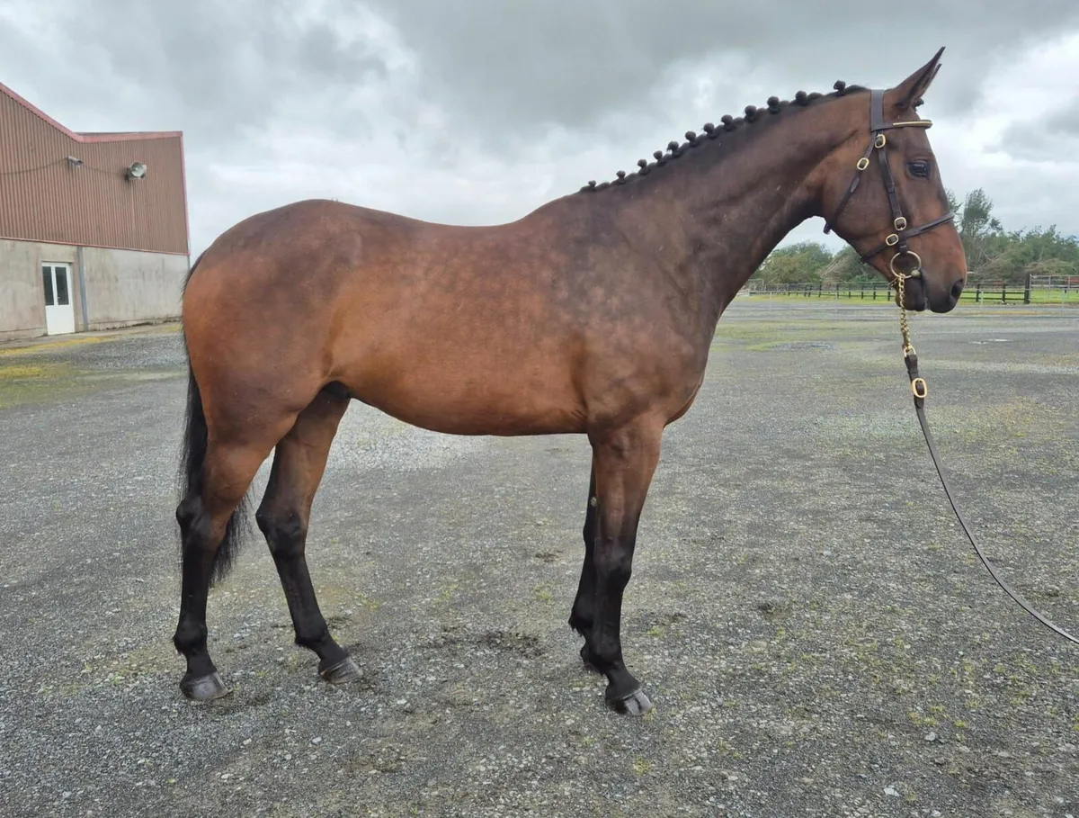 5 year old Obos Quality x Cougar Gelding - Image 2