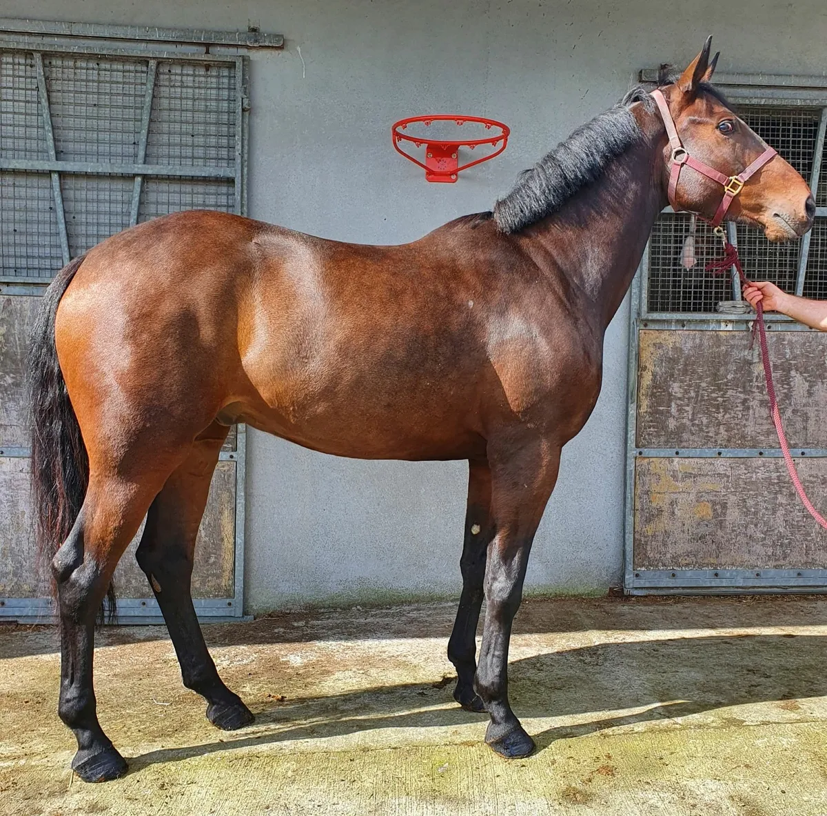 5 year old Obos Quality x Cougar Gelding - Image 3