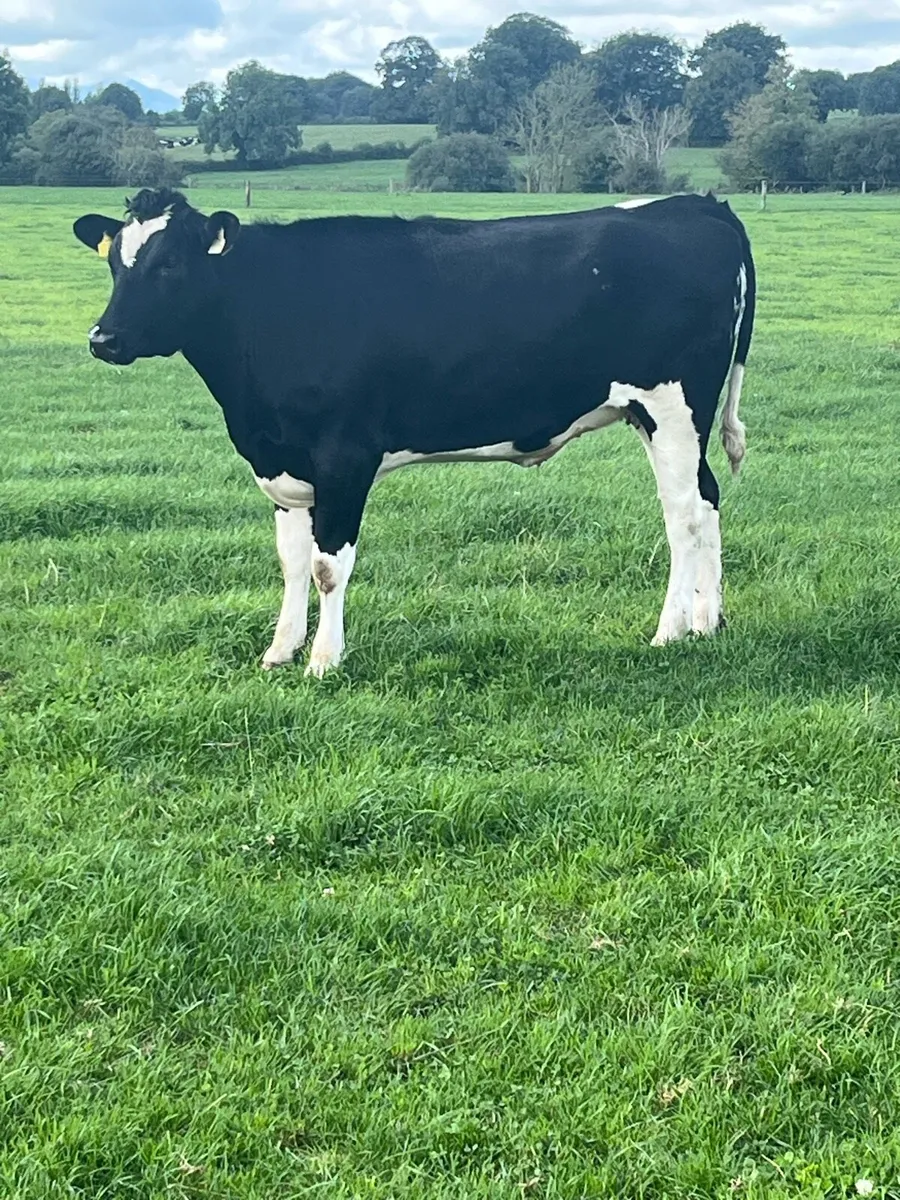 Hol/fr heifer - Image 1