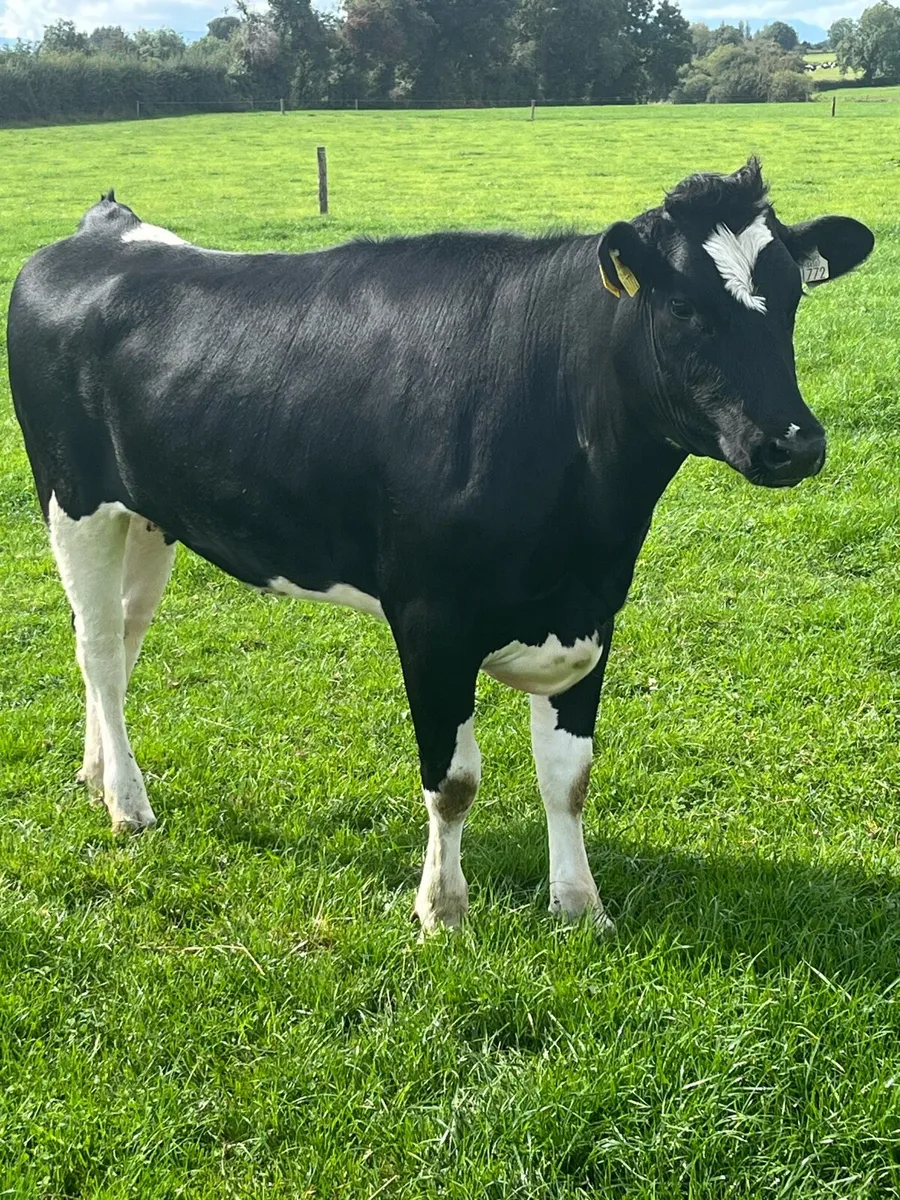Hol/fr heifer - Image 2