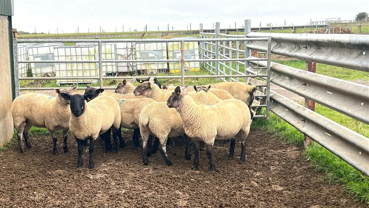 10 SUFFOLK CROSS HOGGETS FOR SALE - Image 1