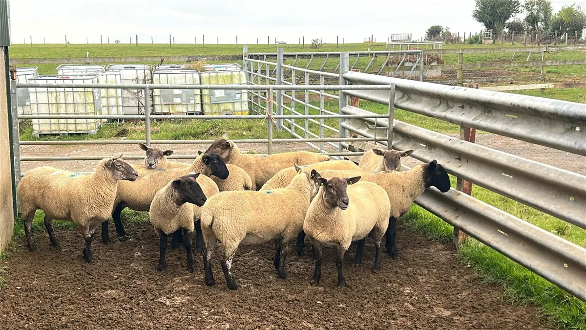 10 SUFFOLK CROSS HOGGETS FOR SALE - Image 2