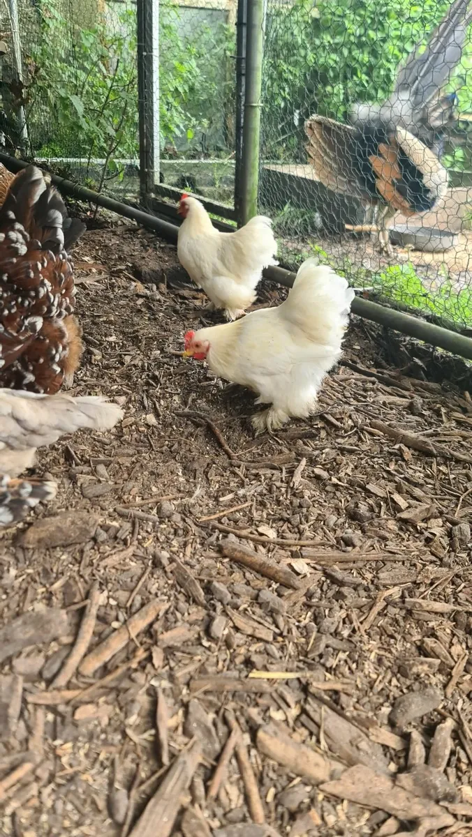 Pullets - Image 1