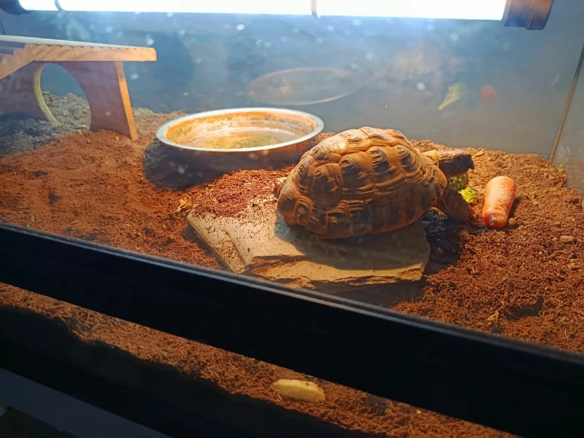 Tortoise - Image 1