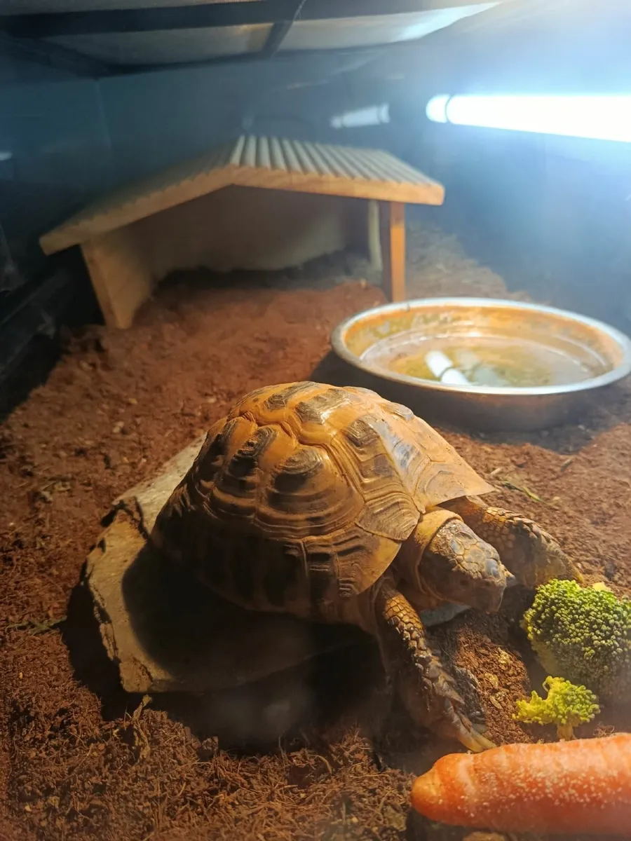 Tortoise - Image 2