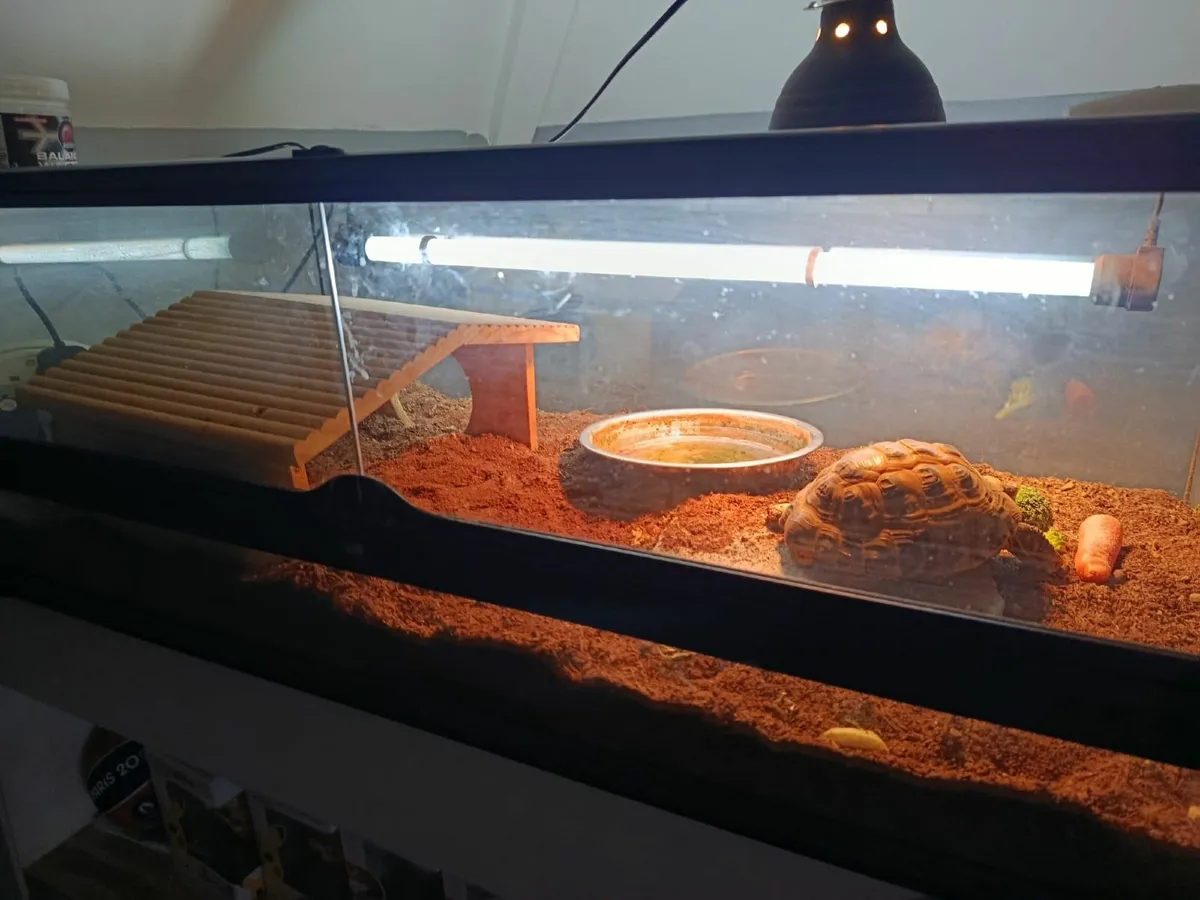 Tortoise - Image 3