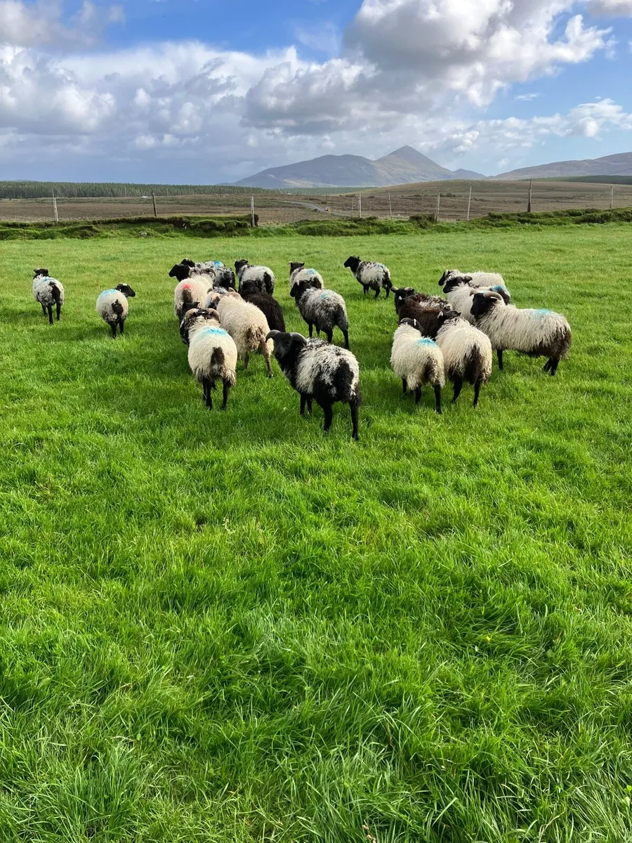 Lambs - Image 1