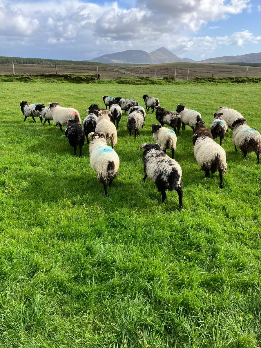Lambs - Image 2