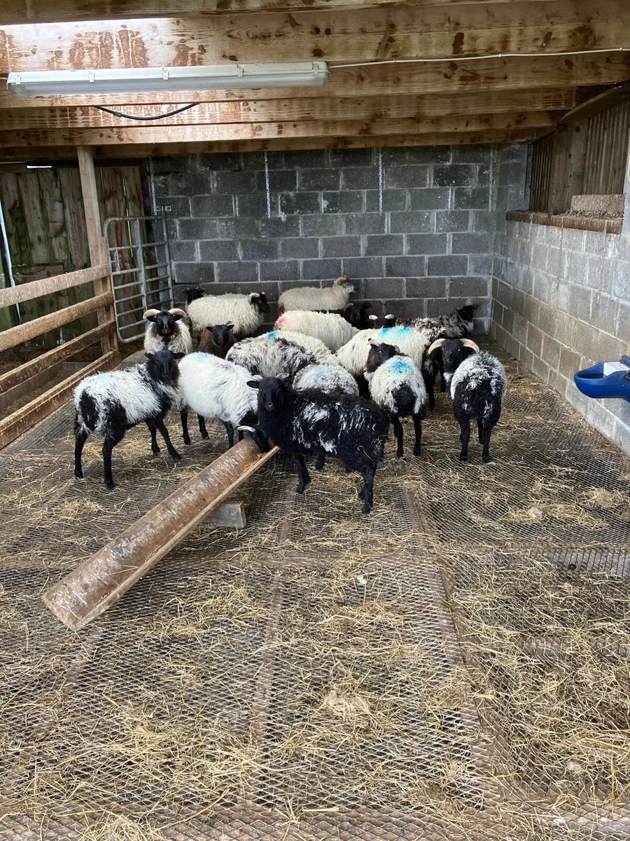 Lambs - Image 3