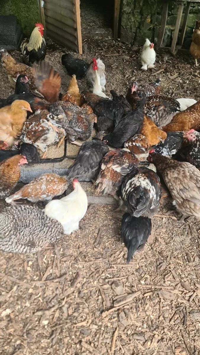 Pullets - Image 3