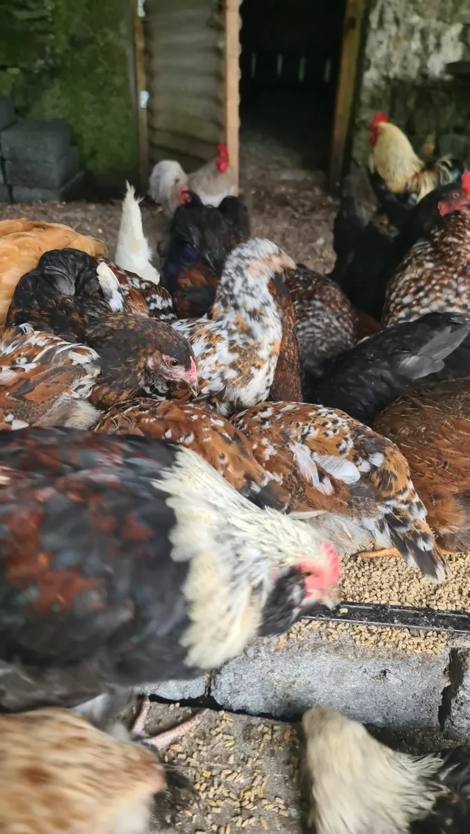 Pullets - Image 4