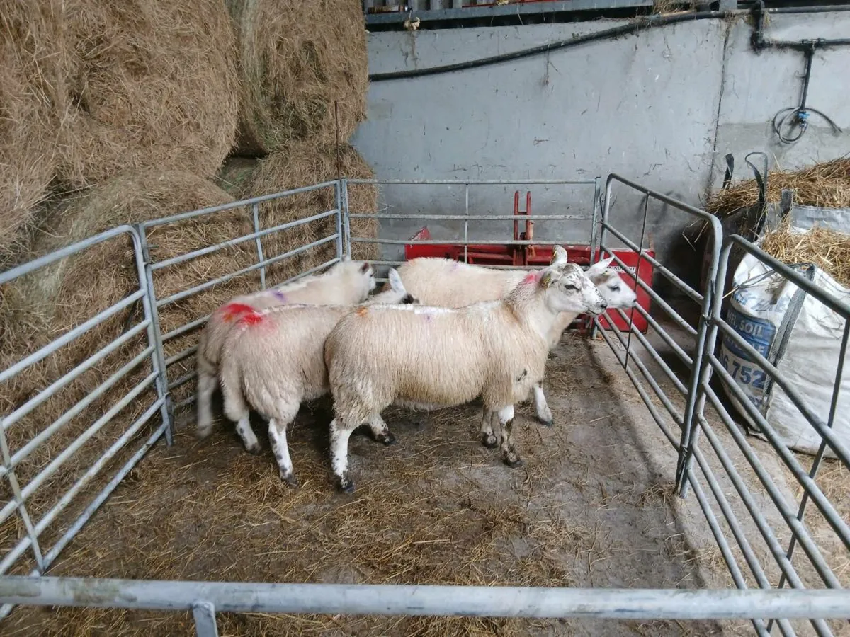 Texel x mule - Image 3