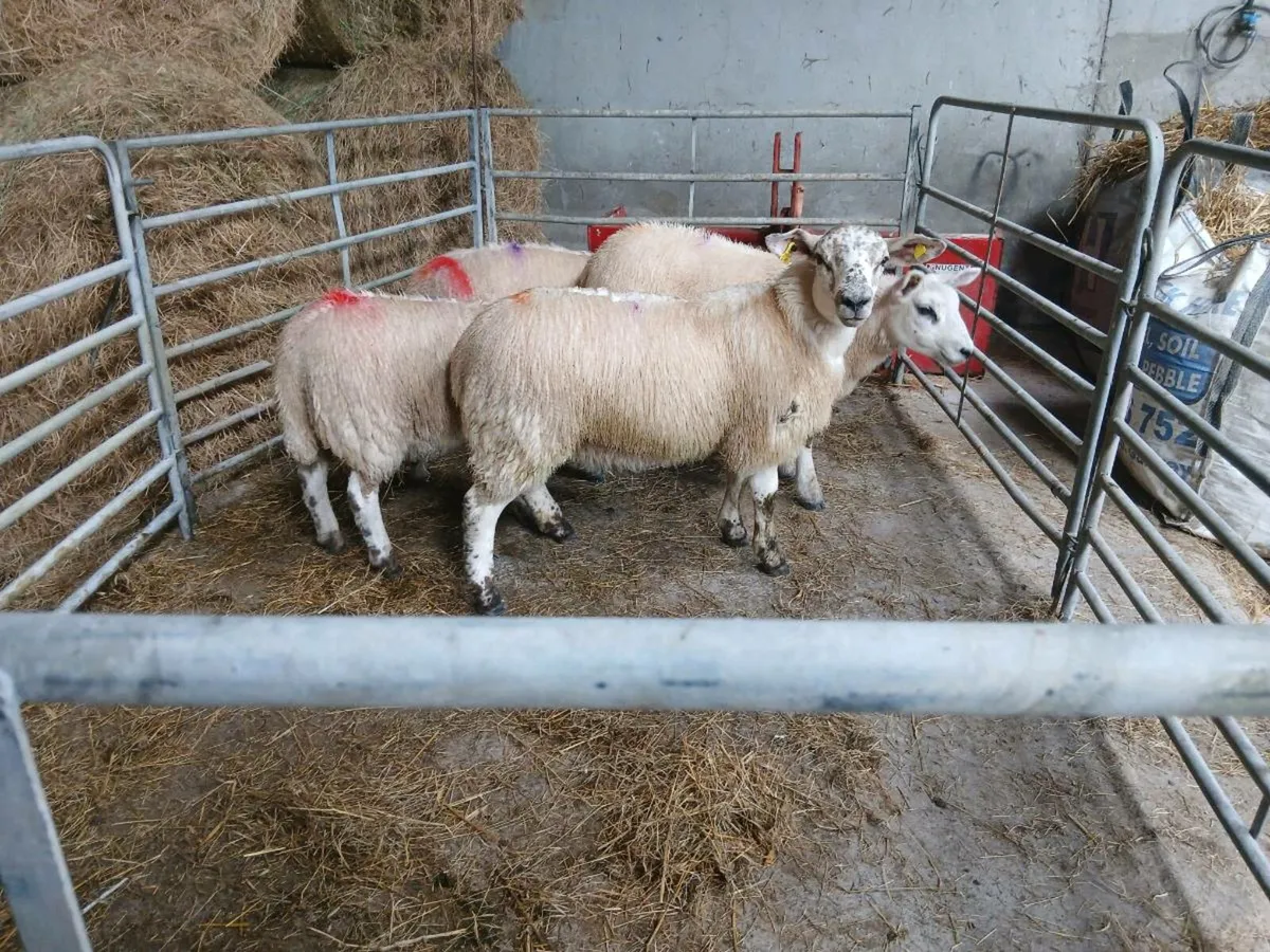 Texel x mule - Image 4