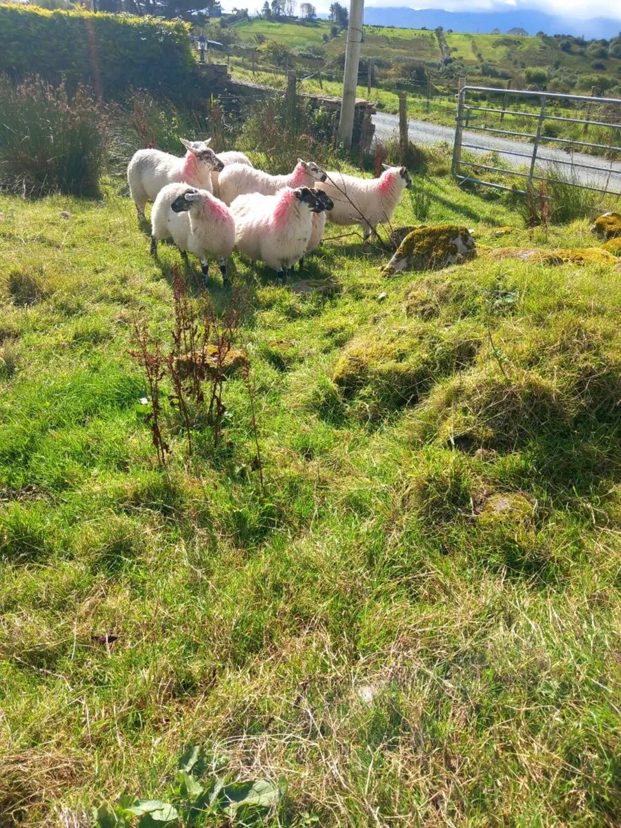 Sheep - Image 1