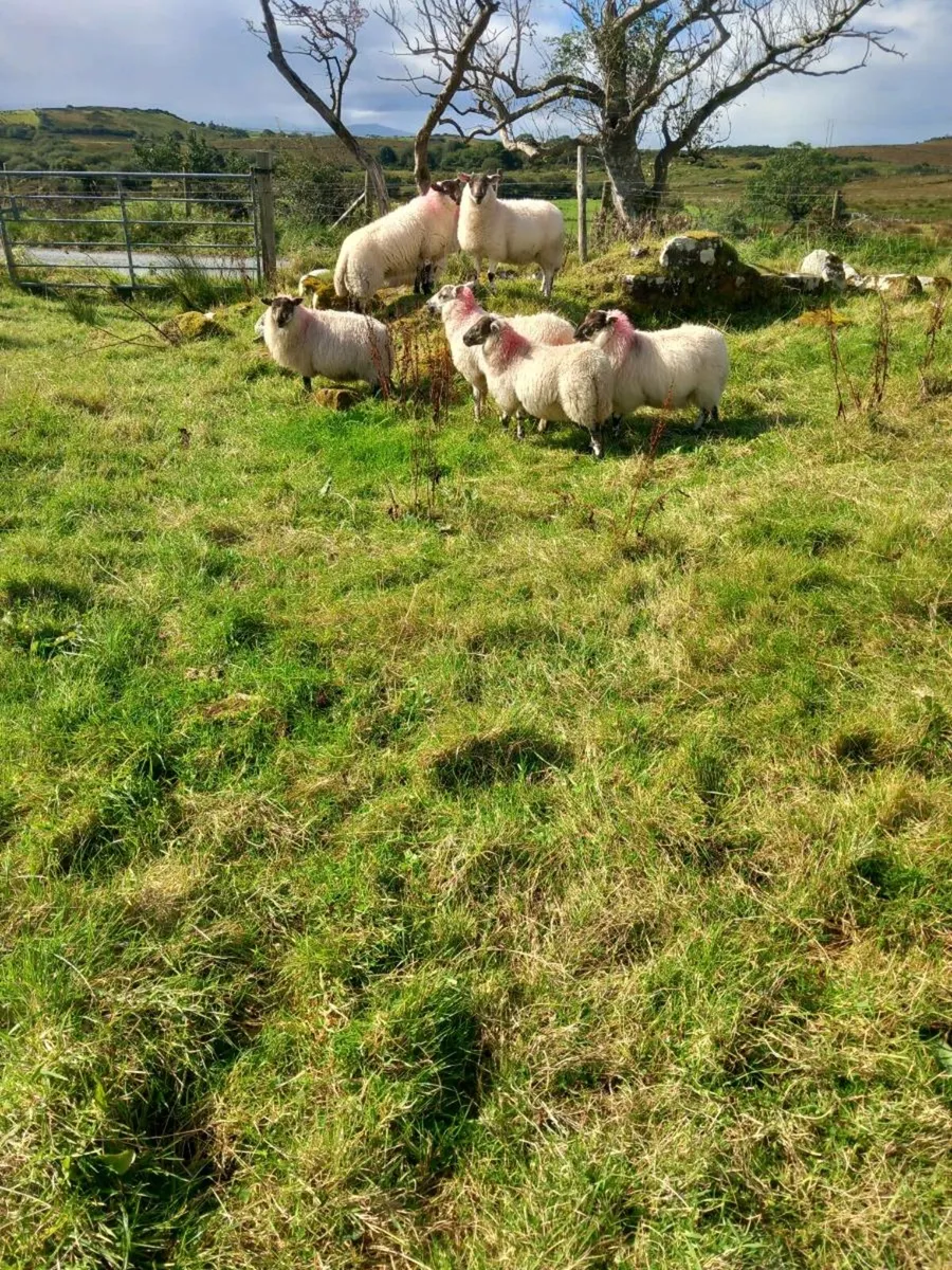 Sheep - Image 2