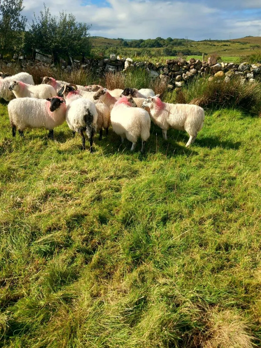 Sheep - Image 3