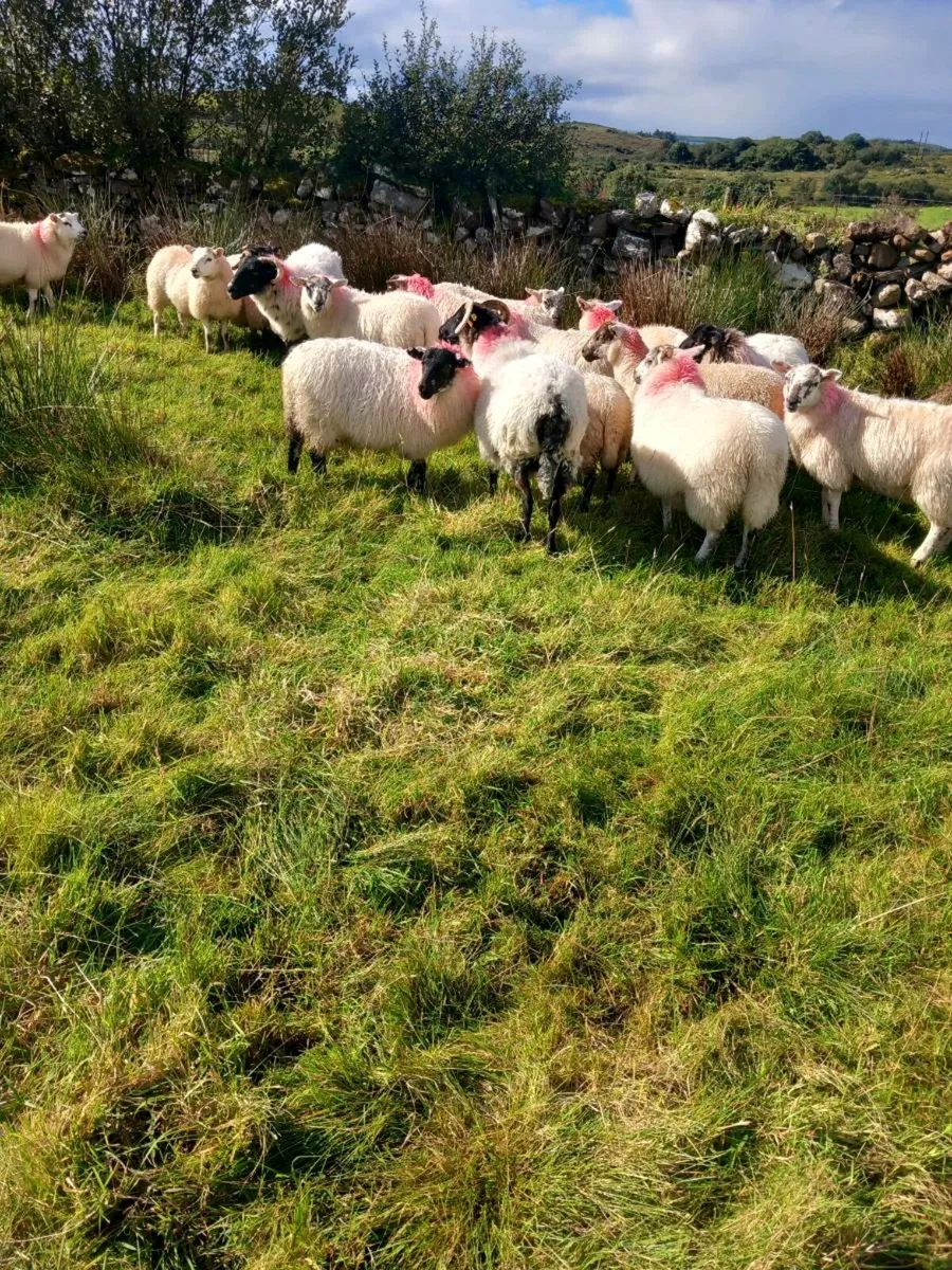Sheep - Image 4