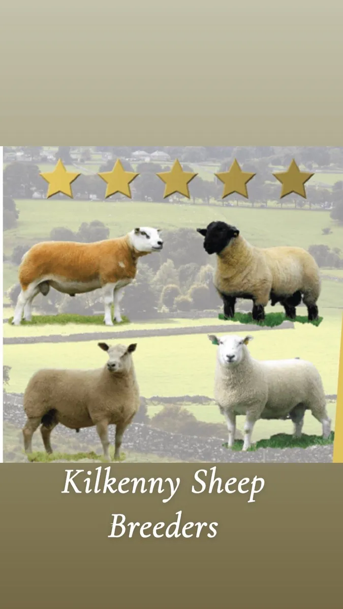Multi breed ram sale Kilkenny