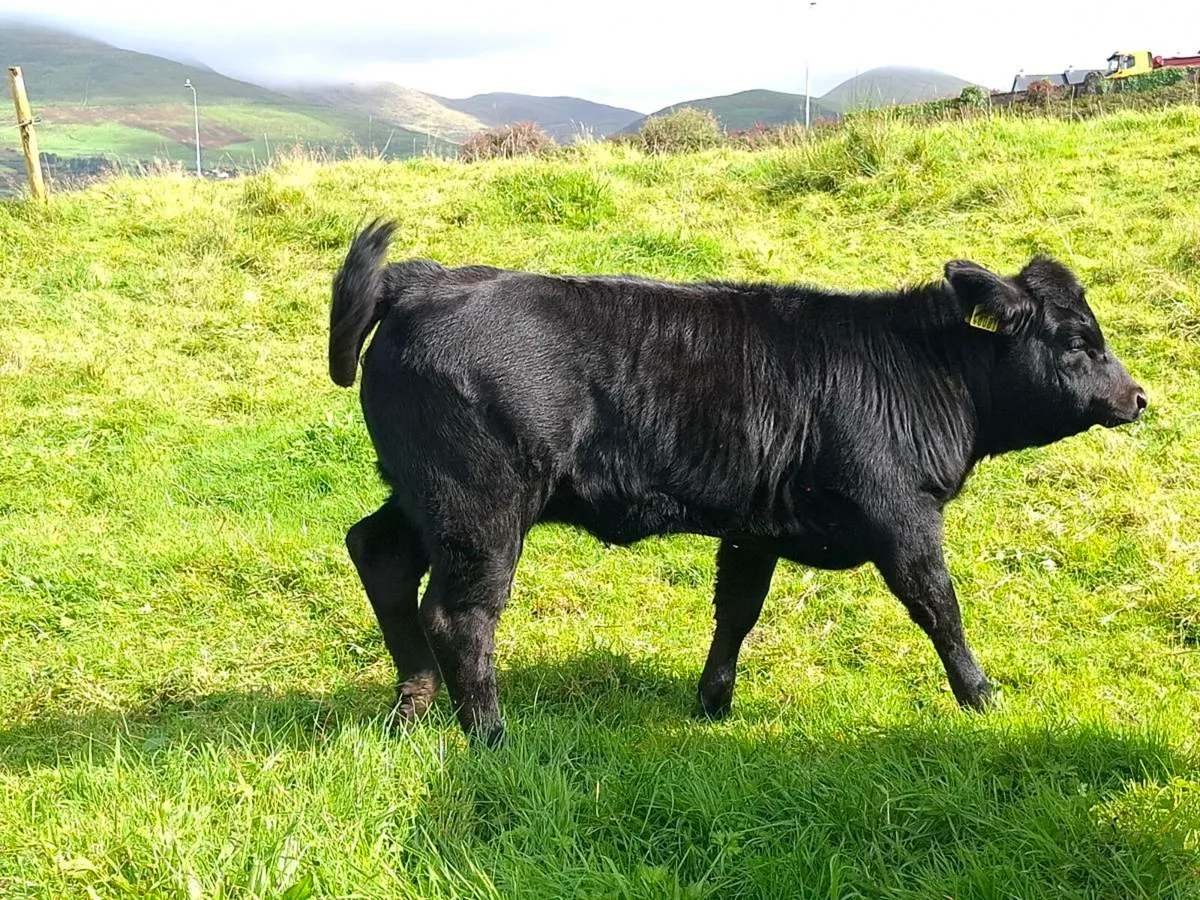 Aberdeen Angus Full Symbol Organic cow and calf - Image 1