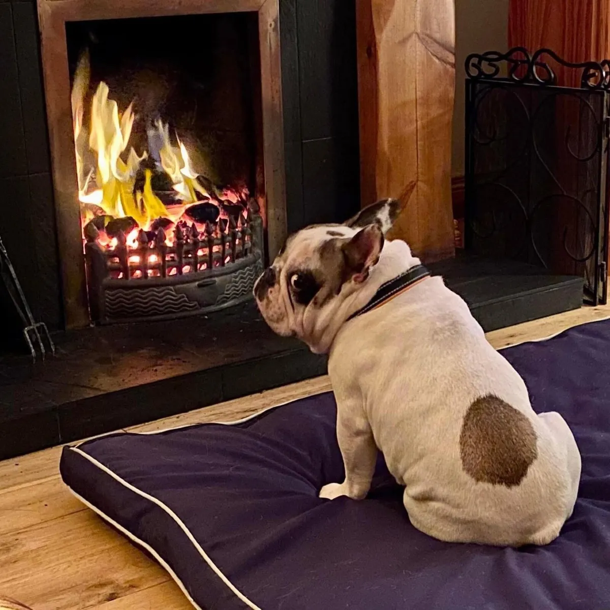 DOG HOME BOARDING/DAY CARE & DOG WALKING - Image 1