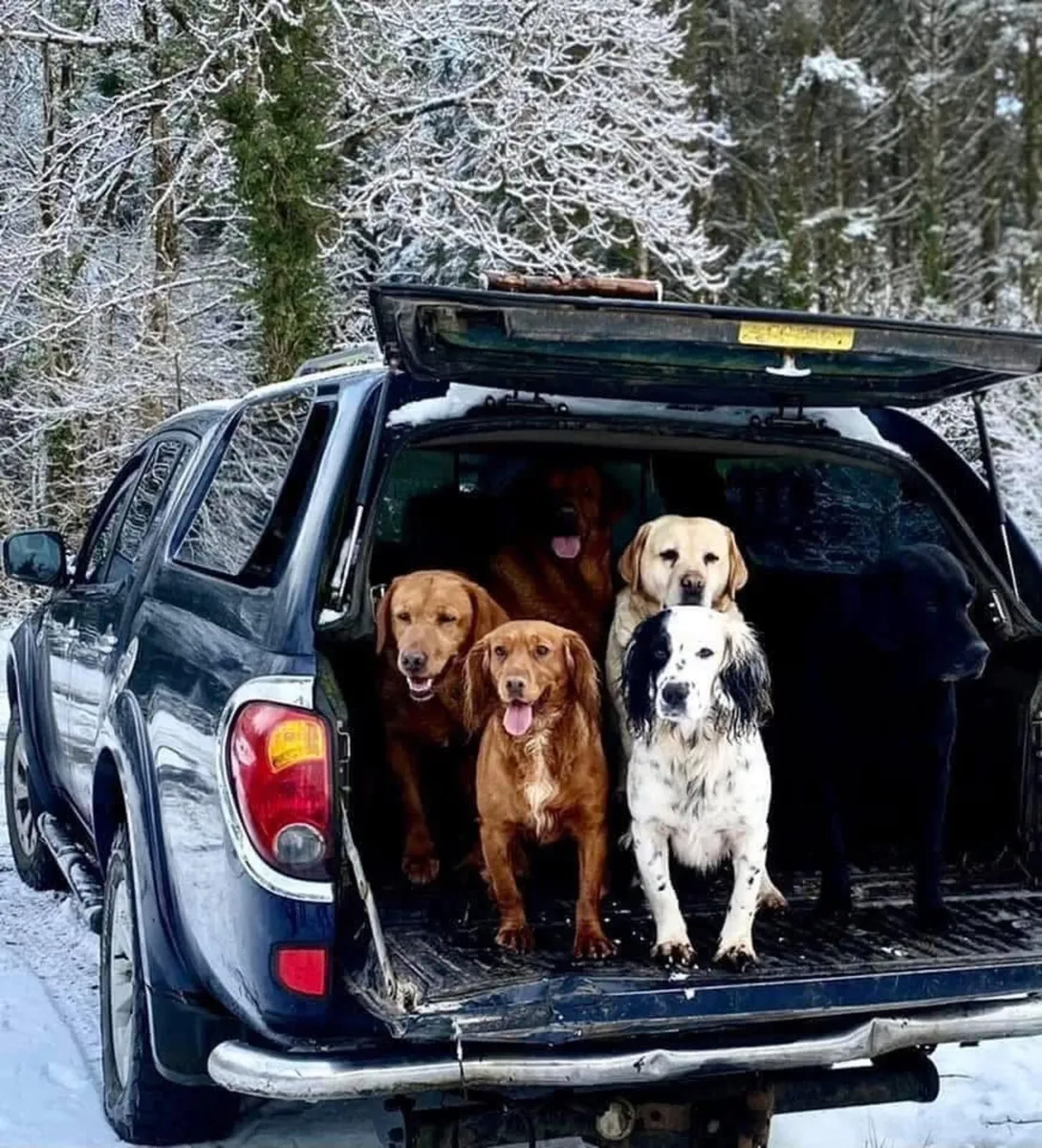 DOG HOME BOARDING/DAY CARE & DOG WALKING - Image 2