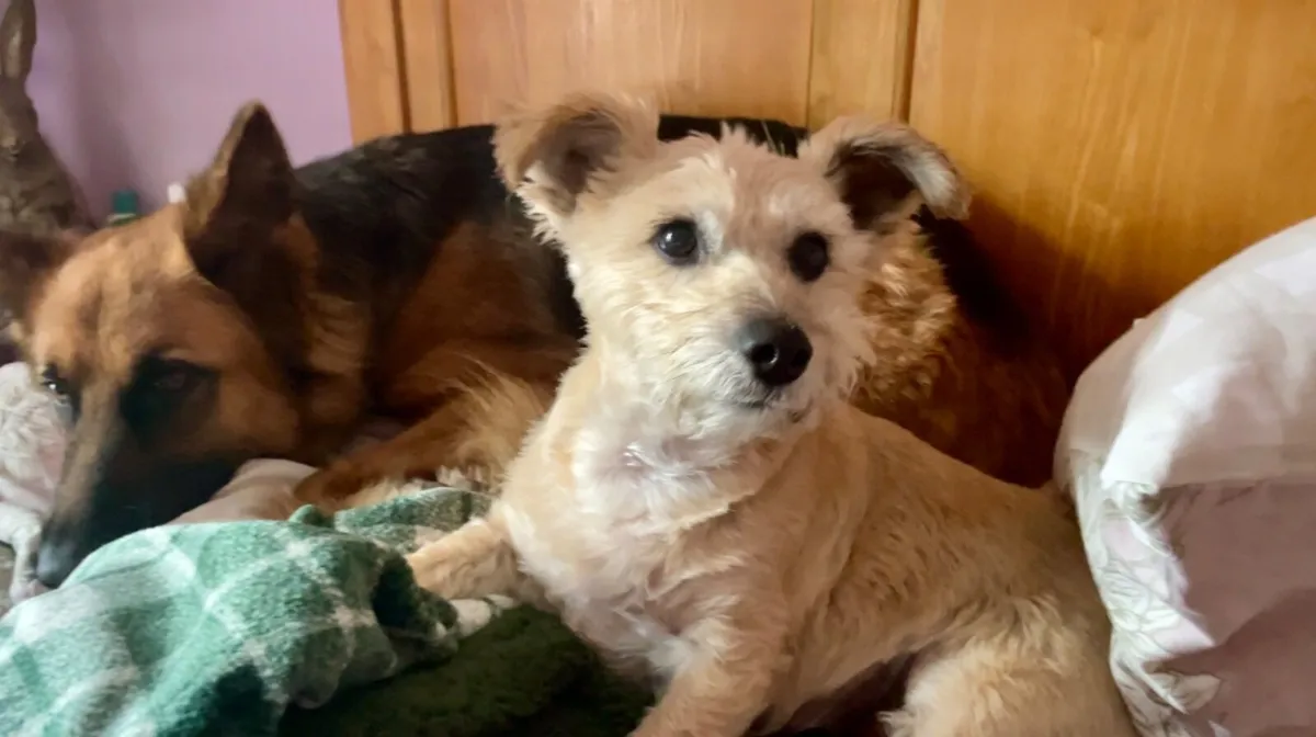 DOG HOME BOARDING/DAY CARE & DOG WALKING - Image 3