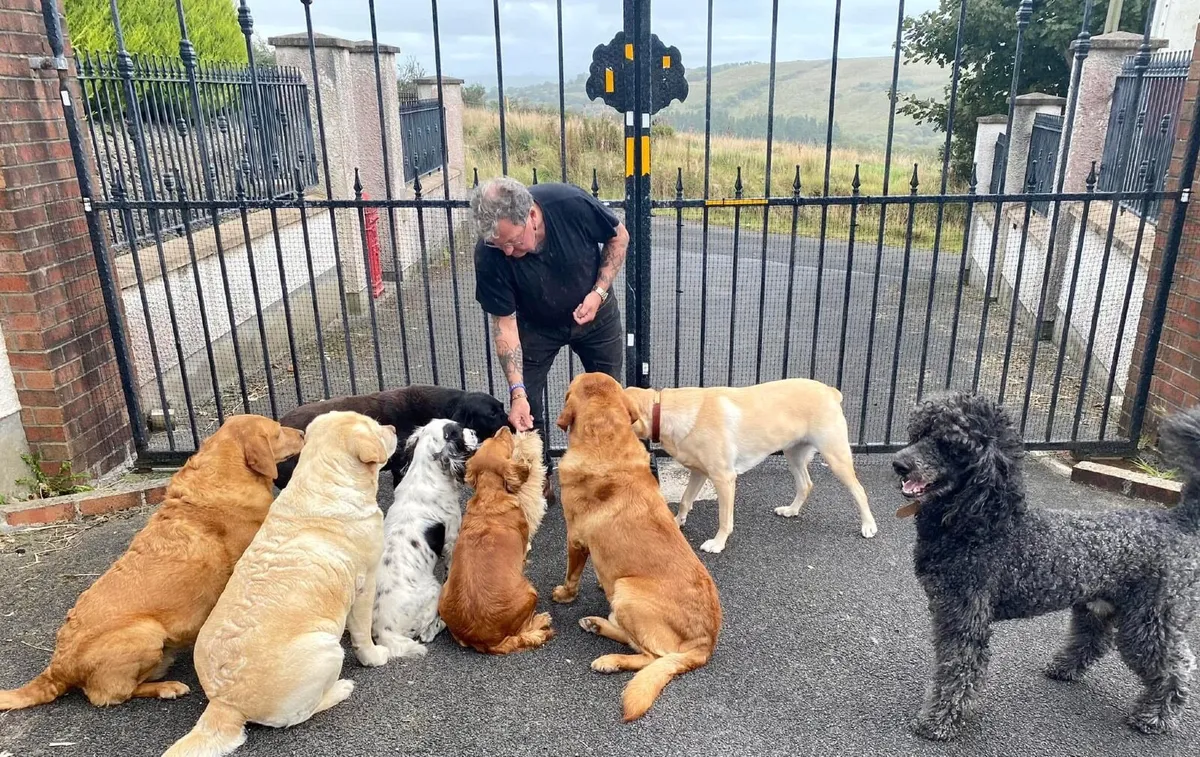 DOG HOME BOARDING/DAY CARE & DOG WALKING - Image 4